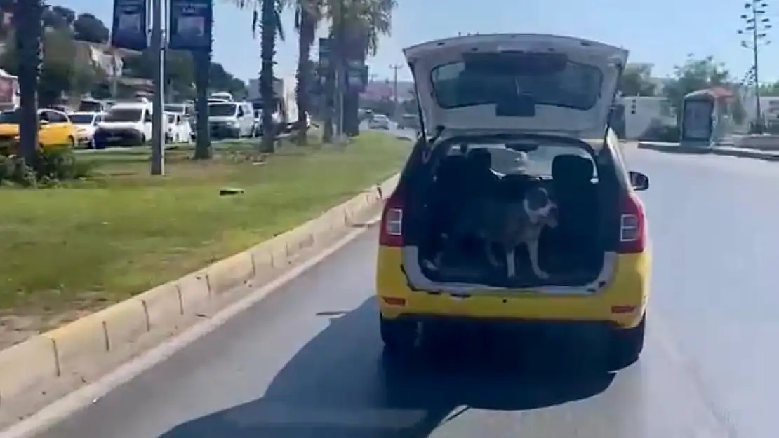 Sorumsuz sürücü hem köpeğin hayatını hem de trafiği tehlikeye attı !