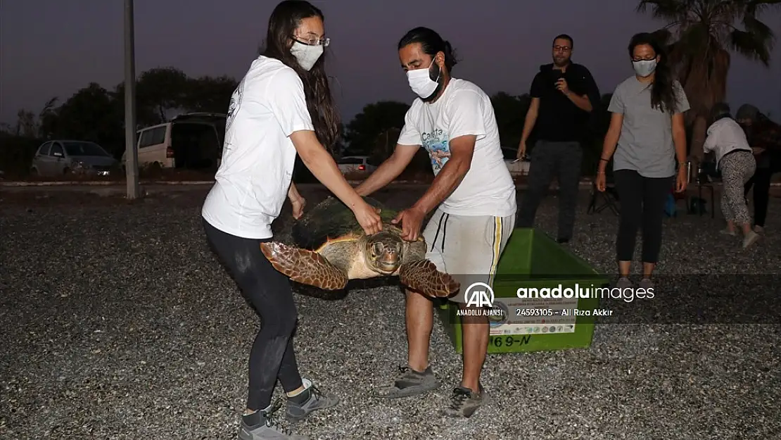 Tedavi edilen caretta caretta denize salındı