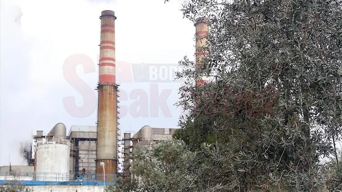 Termik Santralin Maden Sahasına 1,5 Milyon Fidan Dikildi