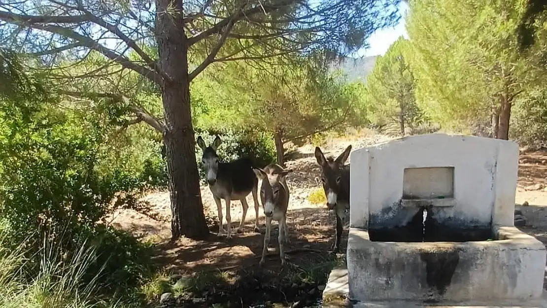 Toplanan Yaban Eşekleri Doğaya Geri Döndü