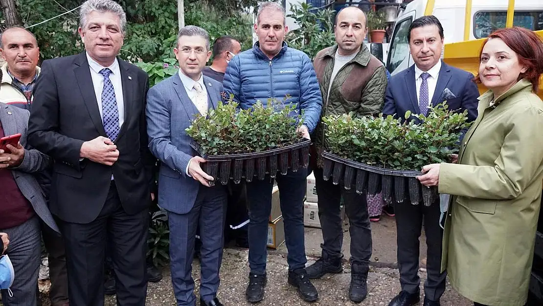 ÜRETİCİLERE 20 BİN ADET KEÇİBOYNUZU FİDANI DAĞITILDI
