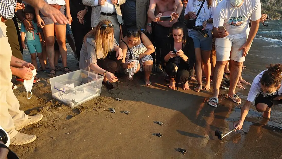 Uydu takip cihazı takılan 3 caretta caretta denize salındı