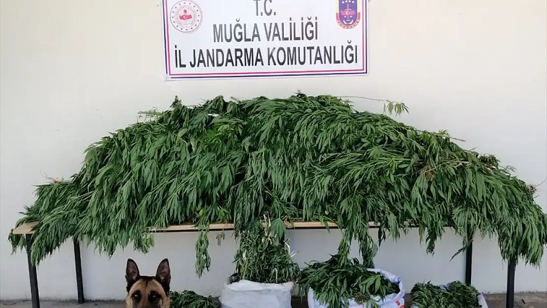 Uyuşturucu Operasyonu