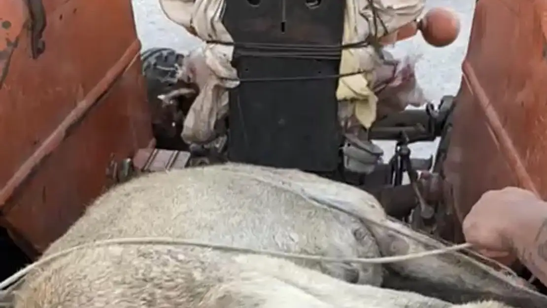 Vatandaşlar İple Bağlanan Köpeği Kurtardılar