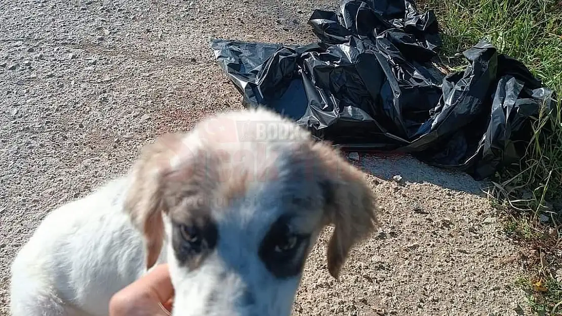 VİCDANSIZLAR AĞZI KAPALI POŞETLERE SARIP ATMIŞLAR