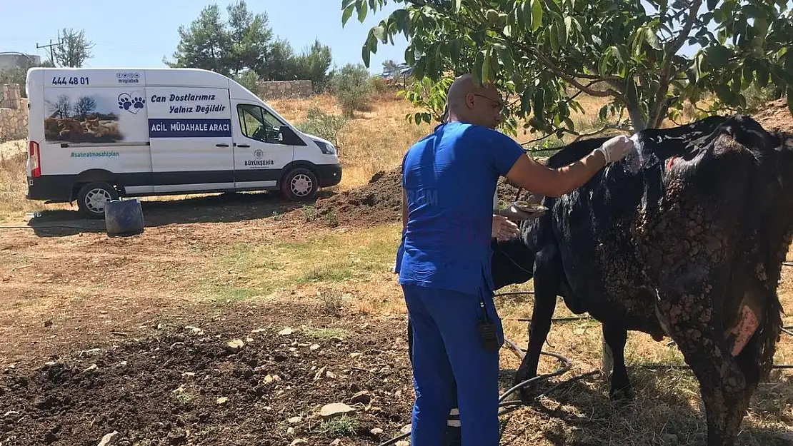 Yangından Etkilenen Hayvanlara Müdahale Edildi
