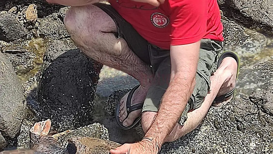 Yaralı Caretta Caretta'ya Çocuklar Mercan Adını Verdi