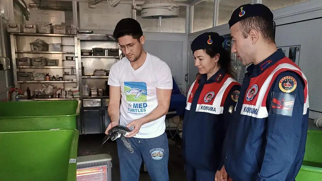 Yavru Yeşil Deniz Kaplumbağası DEKAMER'de Tedaviye Alındı