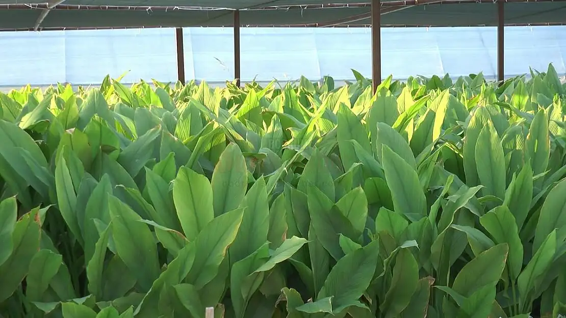 Zerdeçal'ın Anavatanı Bodrum Olacak