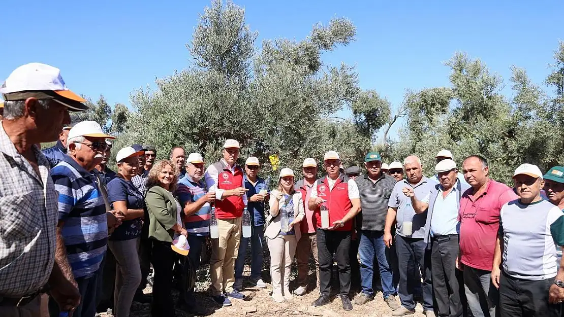 Zeytin İle İlgili Çalışmalar Devam Ediyor