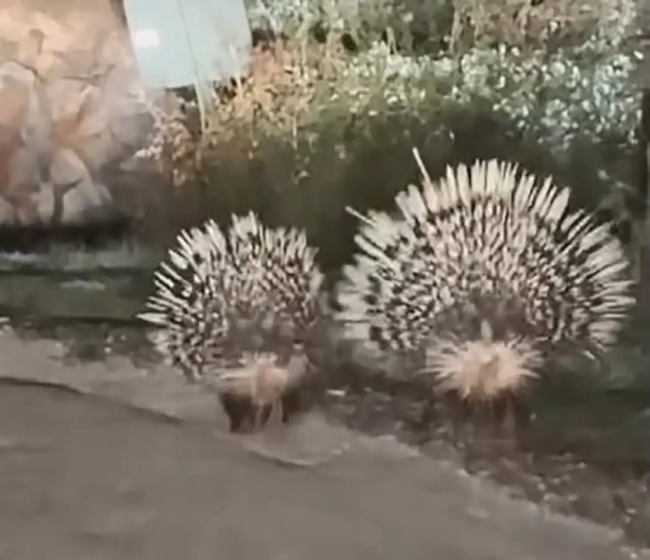 Oklu kirpiler objektife takıldı