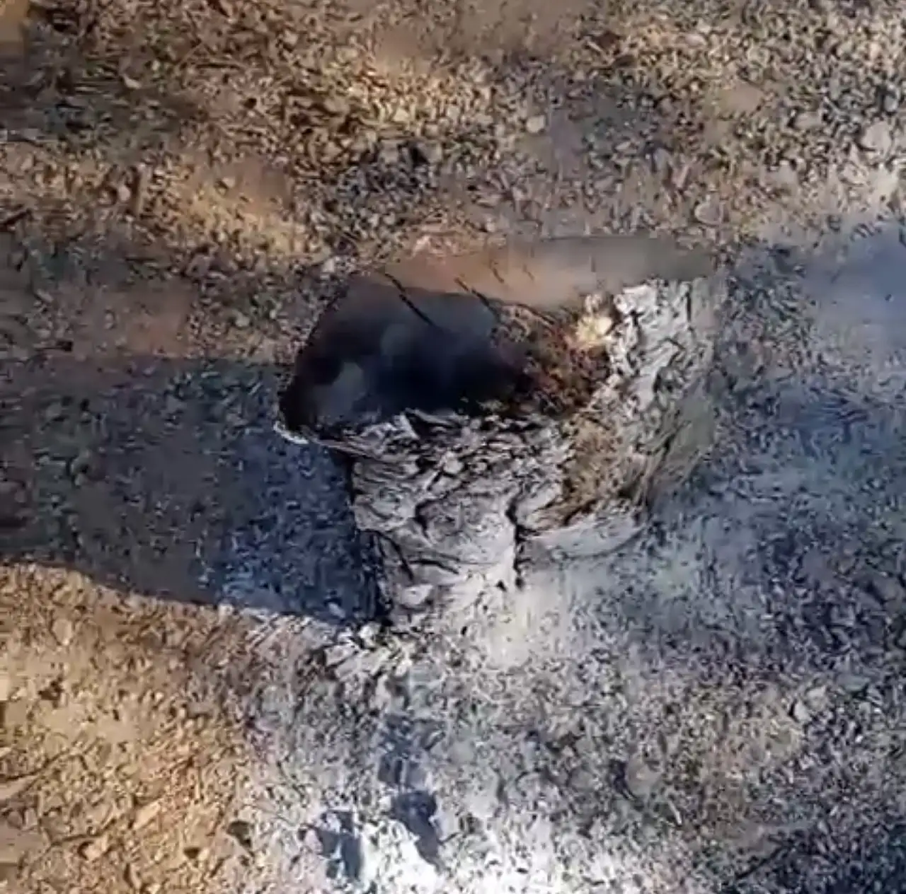 Orman yangınına davetiye ateşi söndürmeden gittiler