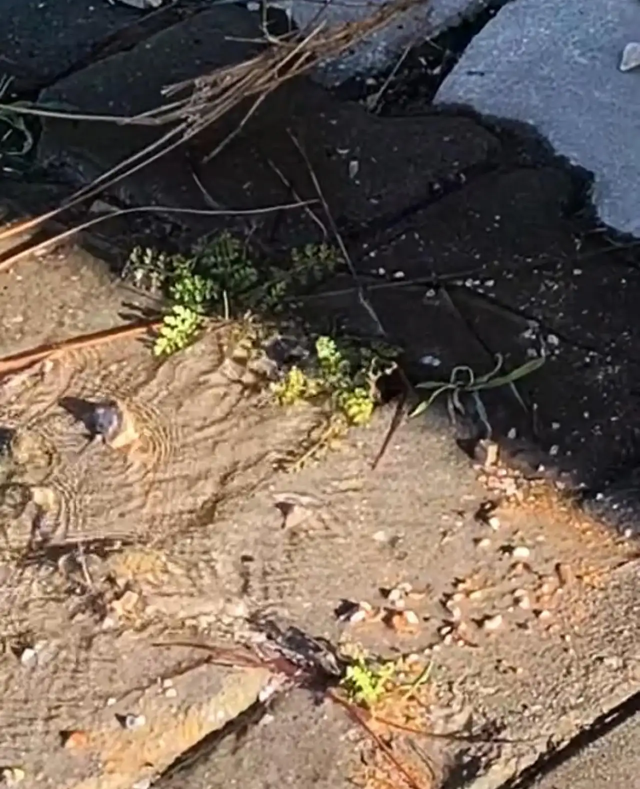 DSİ bahane, fuarlar şahane: Bodrum'da su hattı yine patladı