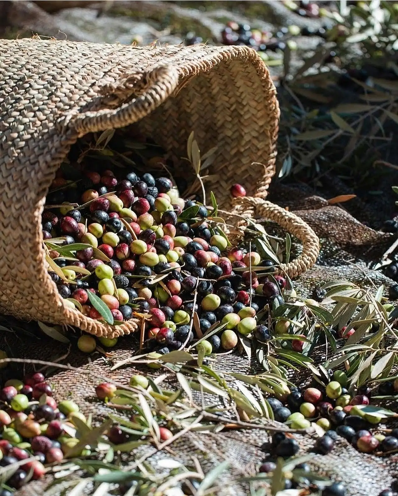 Zeytin alırken nelere dikkat etmeli