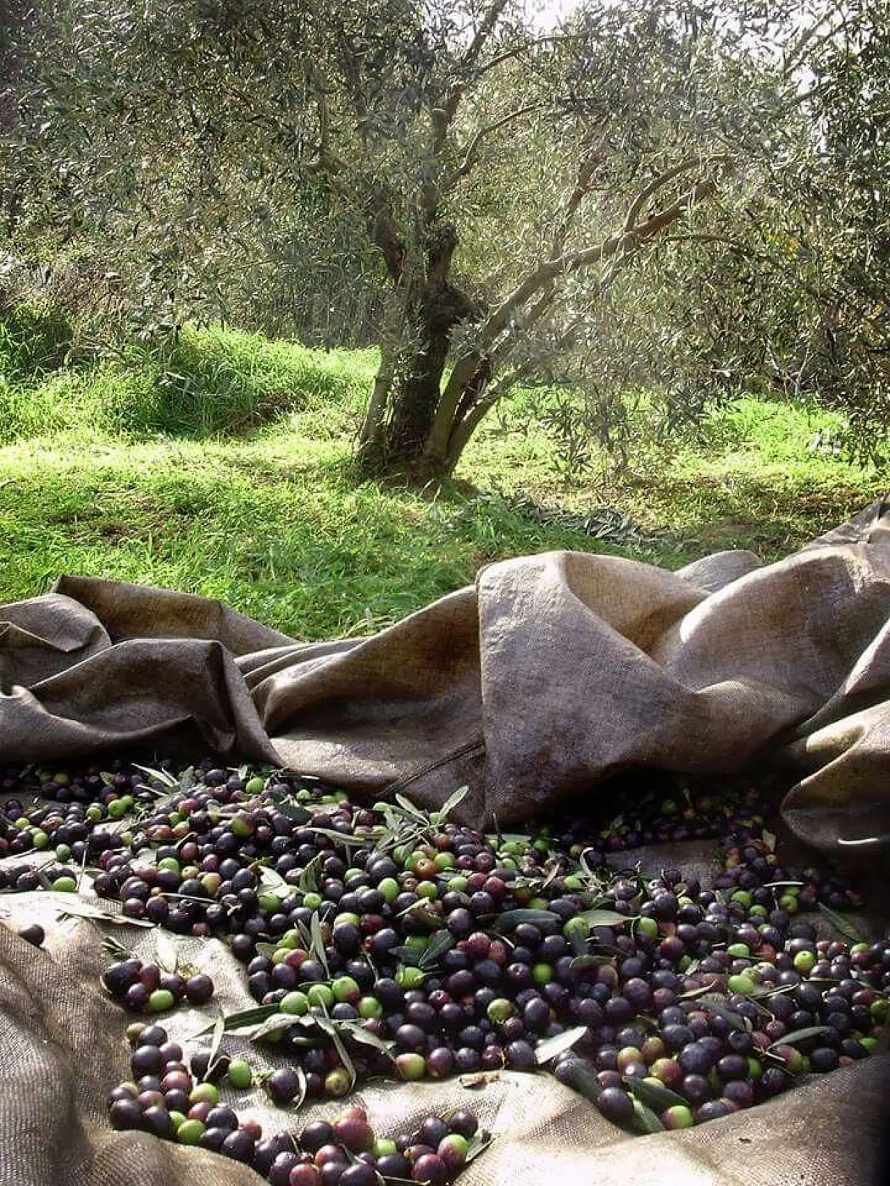 Zeytin alırken nelere dikkat etmeli
