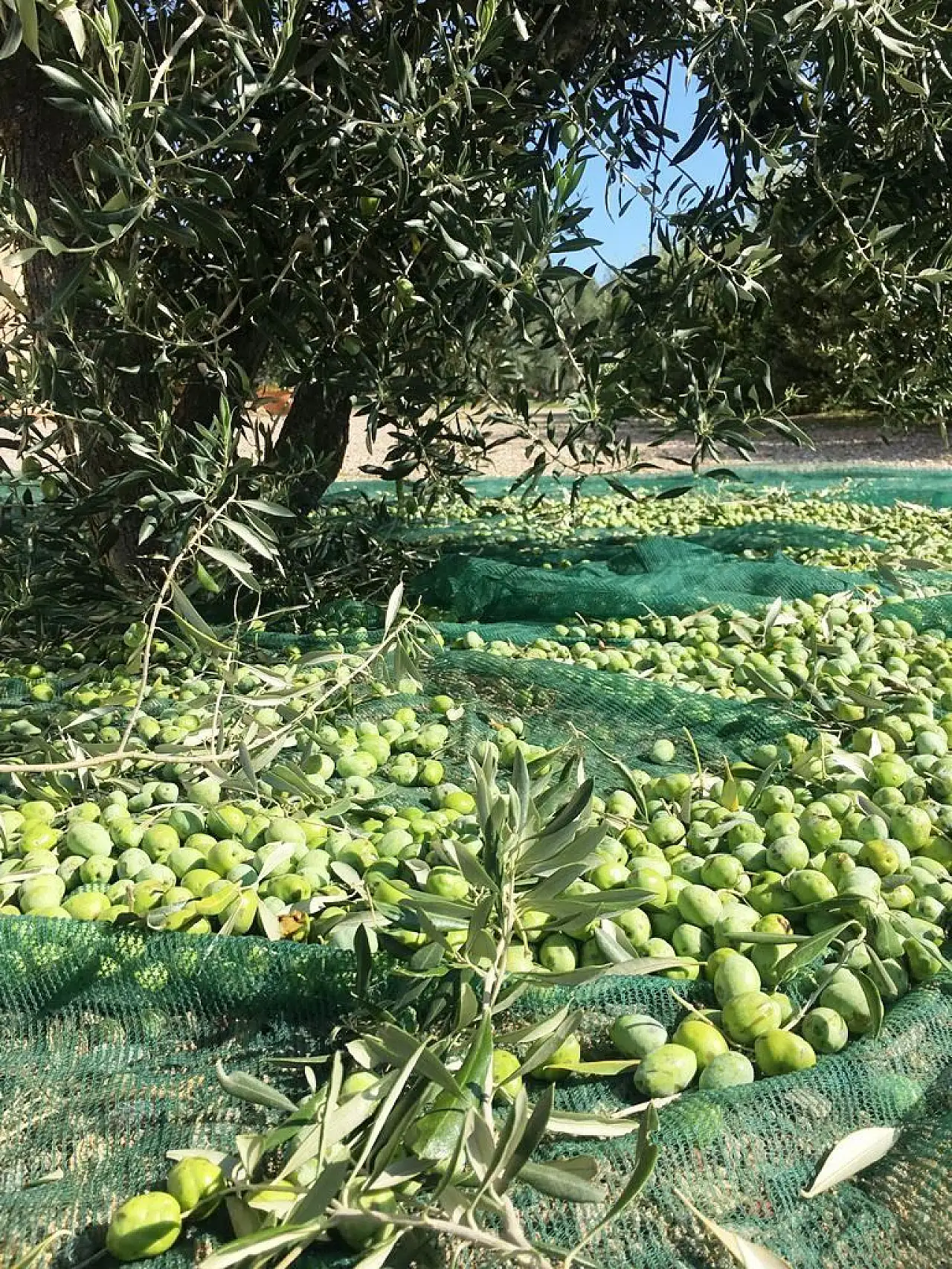 Zeytin alırken nelere dikkat etmeli