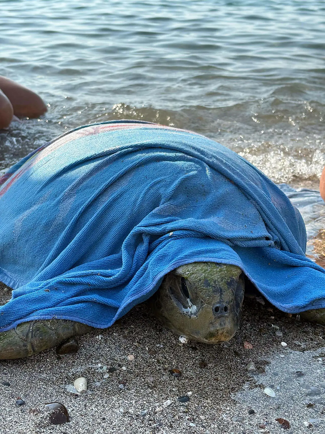 Deniz kaplumbağalarını koruma çalışmaları olumlu sonuç verdi