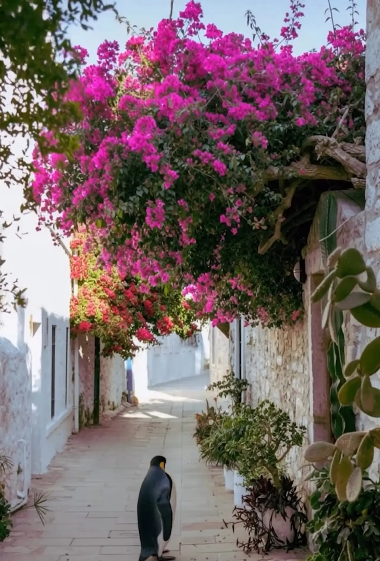 Antarktika'dan Bodrum sokaklarına sürüden ayrılan penguen