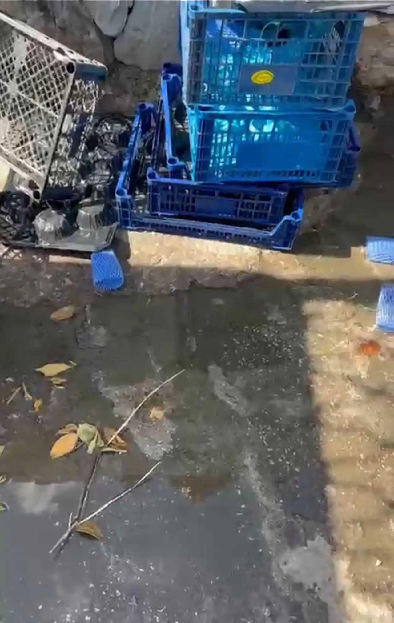Bodrum'un göbeğinde lağım akıyor, kimse umursamıyor