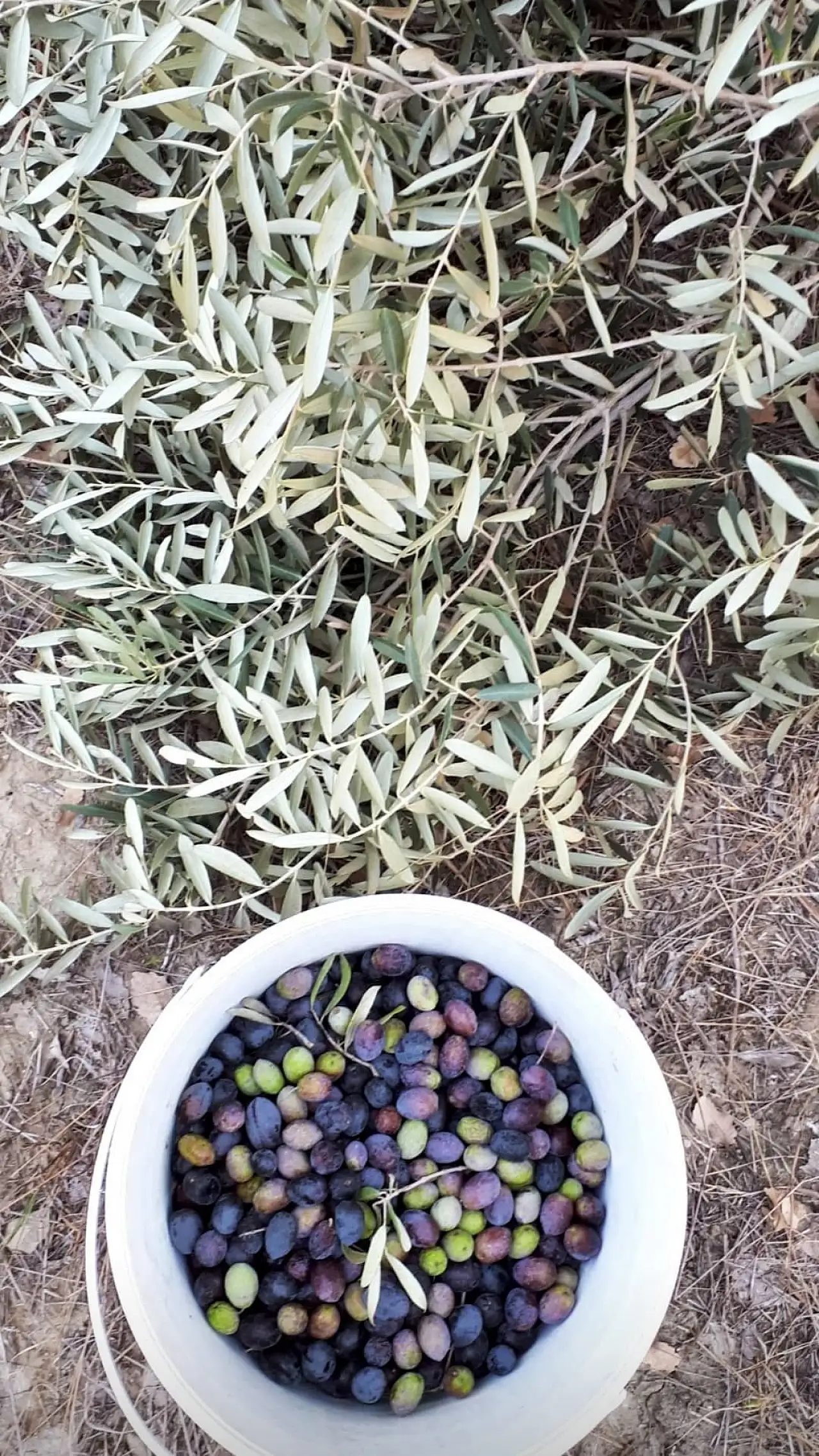 Zeytin alırken nelere dikkat etmeli