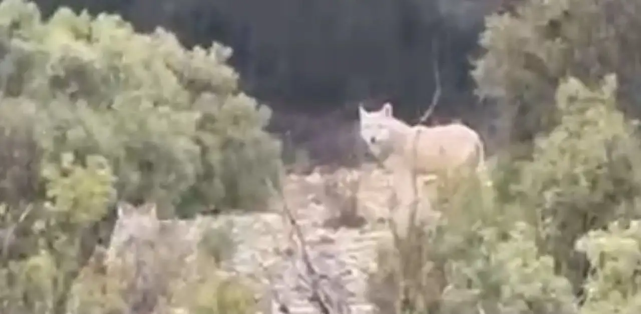 Doğada iki kurt görüntülendi