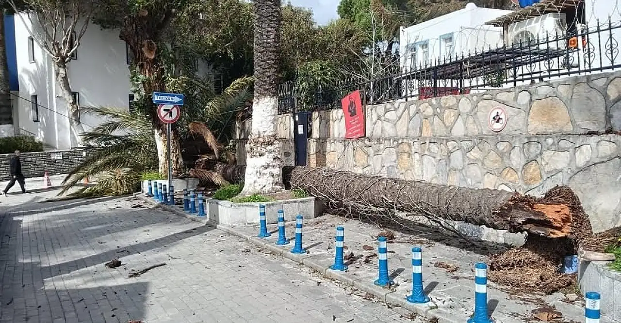 Bodrum'da kuvvetli fırtına ağaçları devirdi