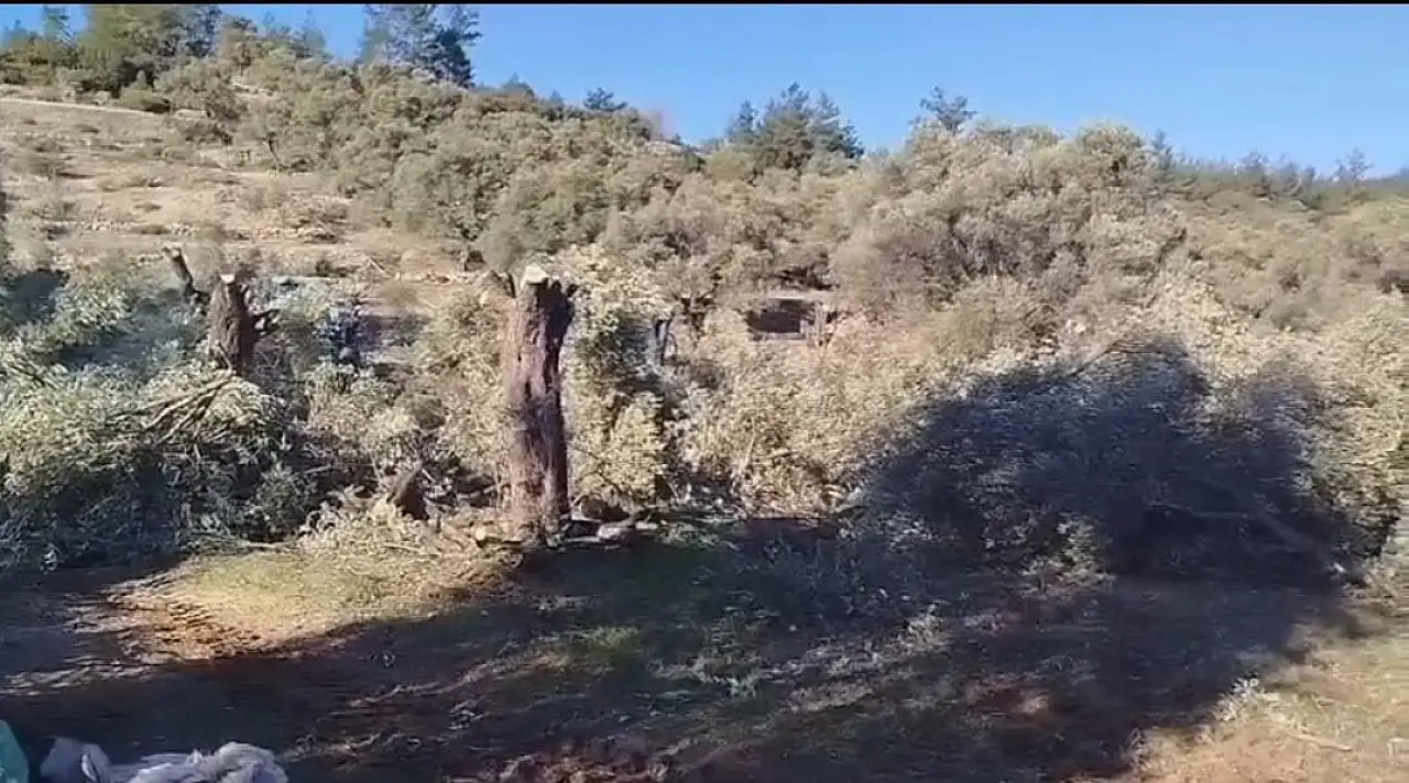 Zeytinlik tartışması büyüyor