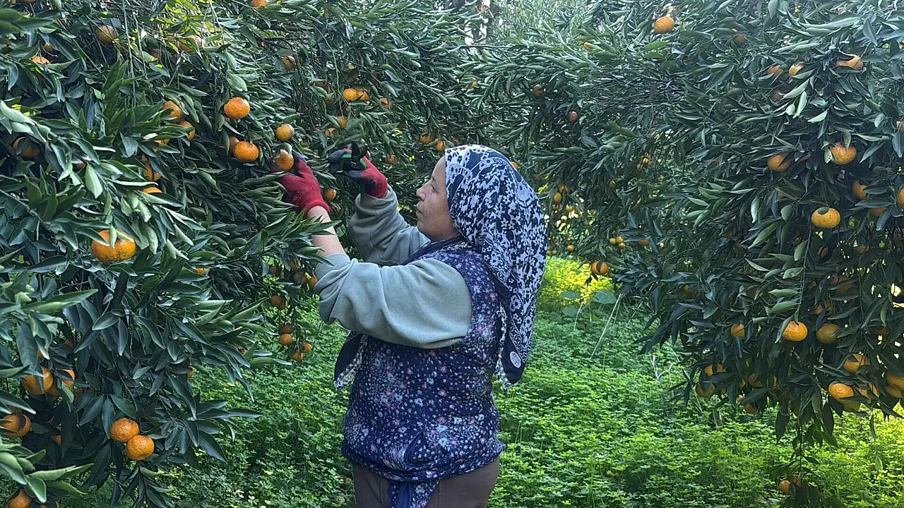 Bodrum mandalinası bahçede 15-20, manavlarda 100 liradan satılıyor