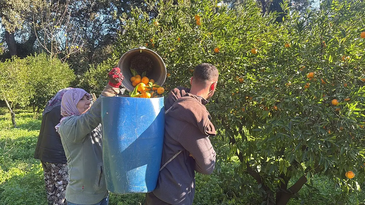 Bodrum mandalinası bahçede 15-20, manavlarda 100 liradan satılıyor