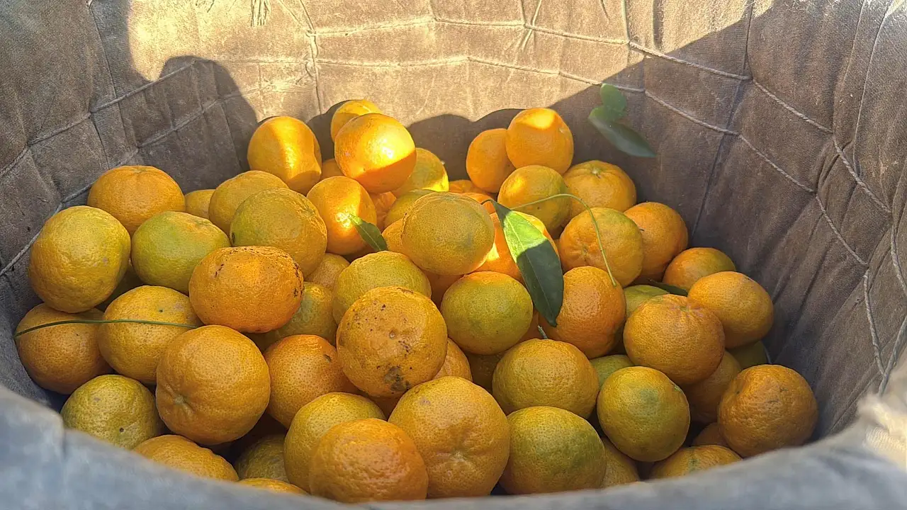 Bodrum mandalinası bahçede 15-20, manavlarda 100 liradan satılıyor