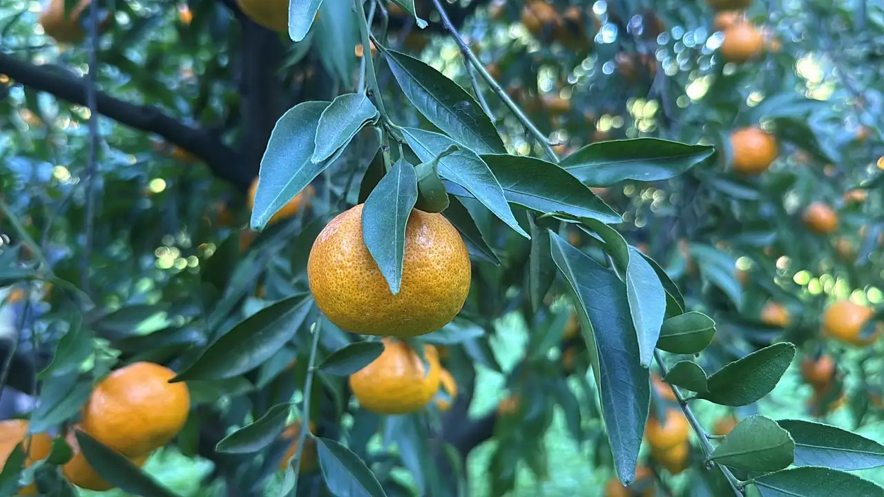 Bodrum mandalinası bahçede 15-20, manavlarda 100 liradan satılıyor