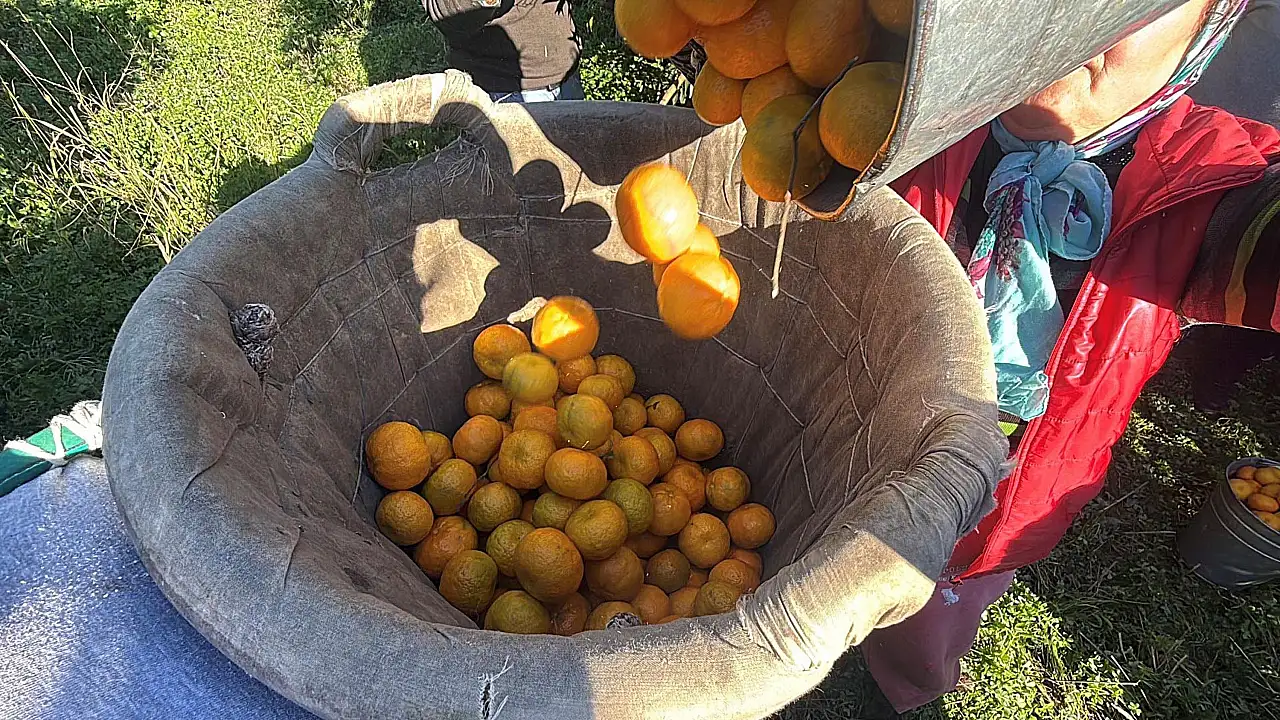 Bodrum mandalinası bahçede 15-20, manavlarda 100 liradan satılıyor