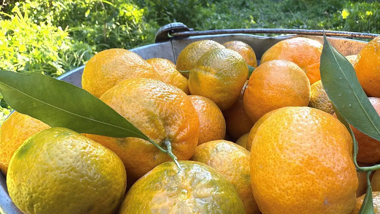 Bodrum mandalinası bahçede 15-20, manavlarda 100 liradan satılıyor