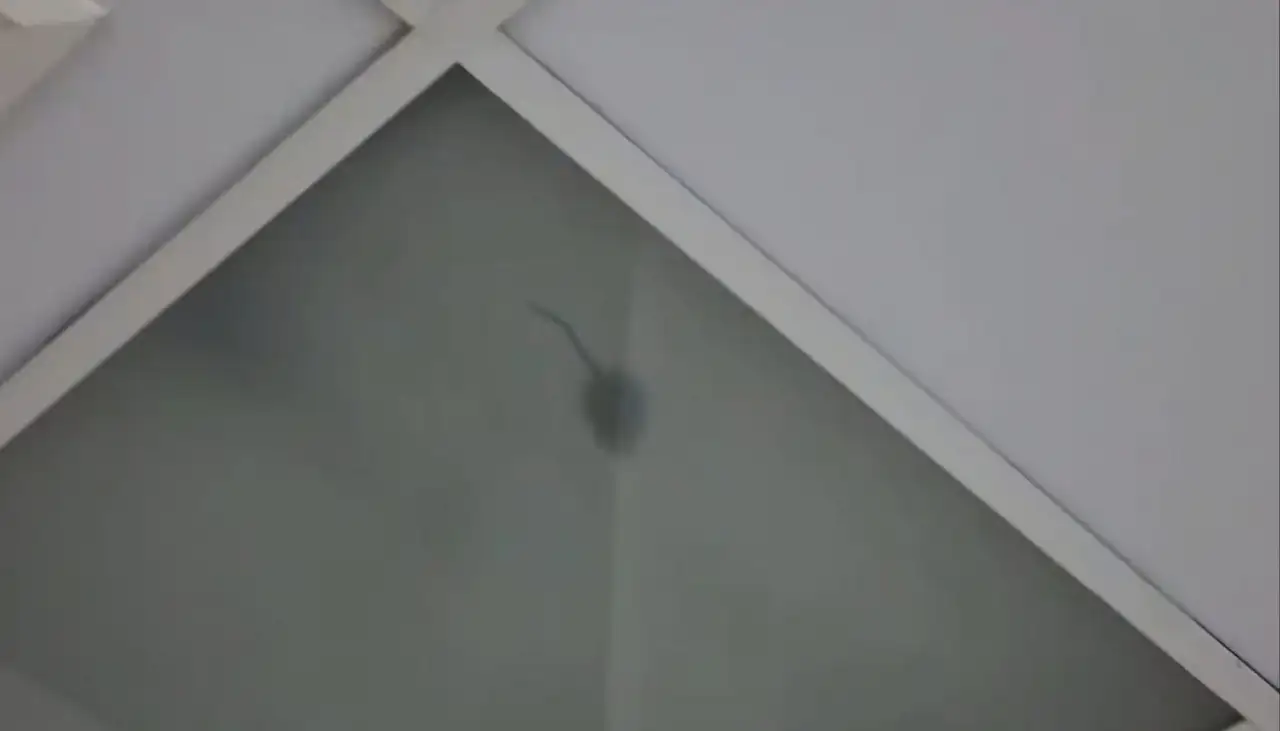 Devlet Hastanesinin ameliyathanesinde fare ve sinek alarmı