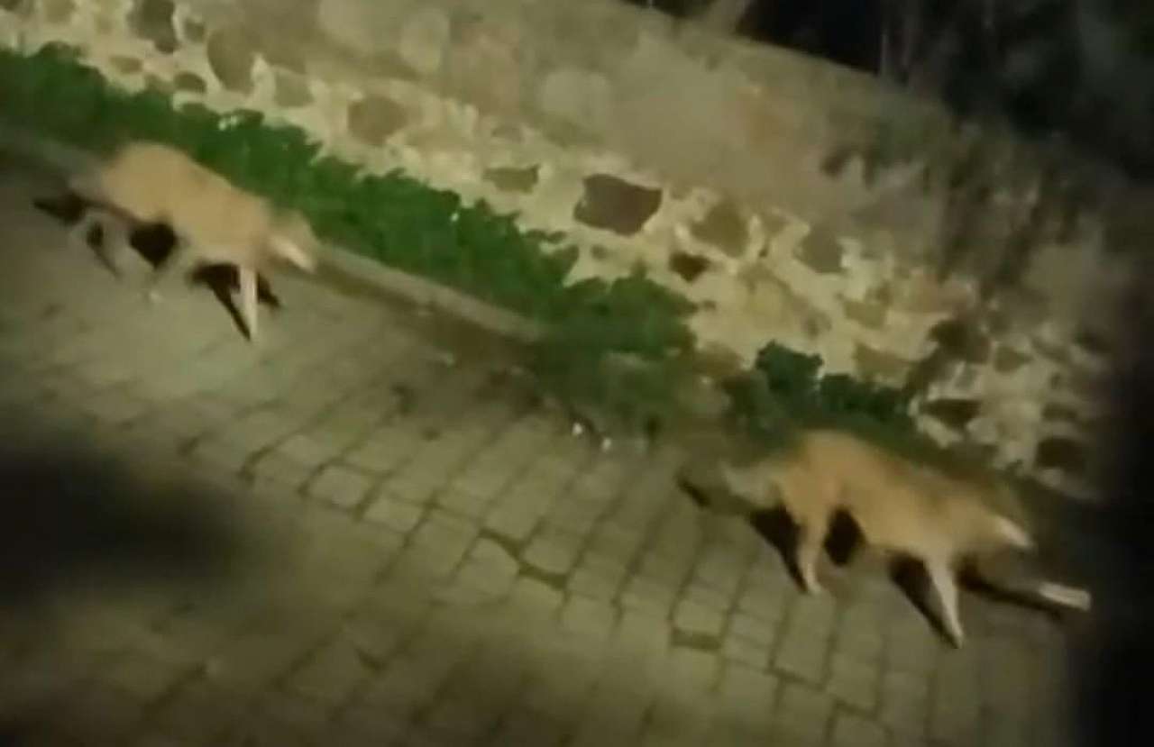 Kurt sürüsü görüntülendi