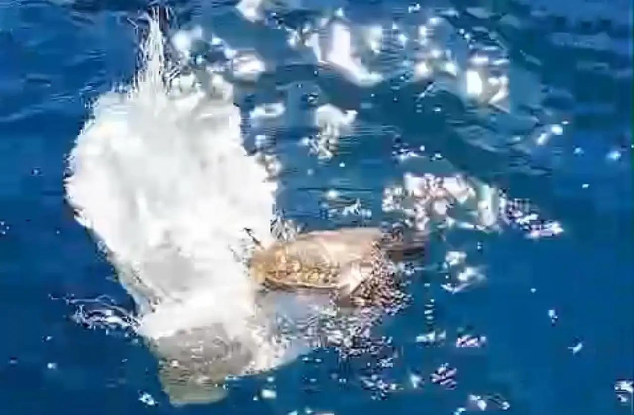 Yavru deniz kaplumbağası kurtarıldı