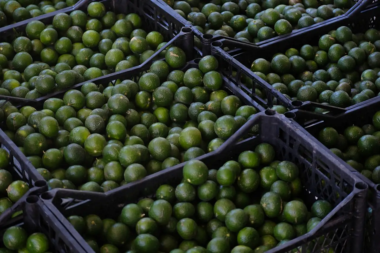 Yeşil Bodrum mandalini Türkiye'nin dört bir yanına ulaşıyor