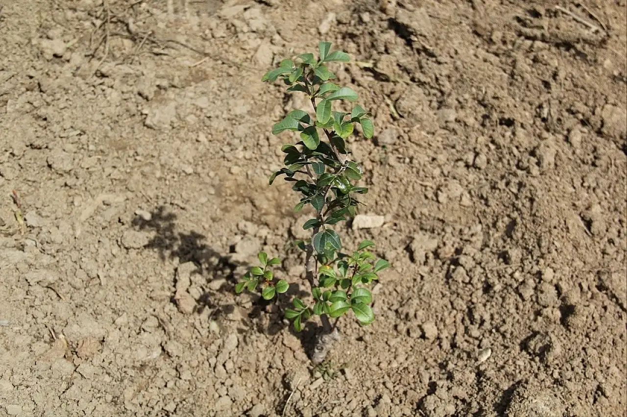 Sakız üretimine tam destek