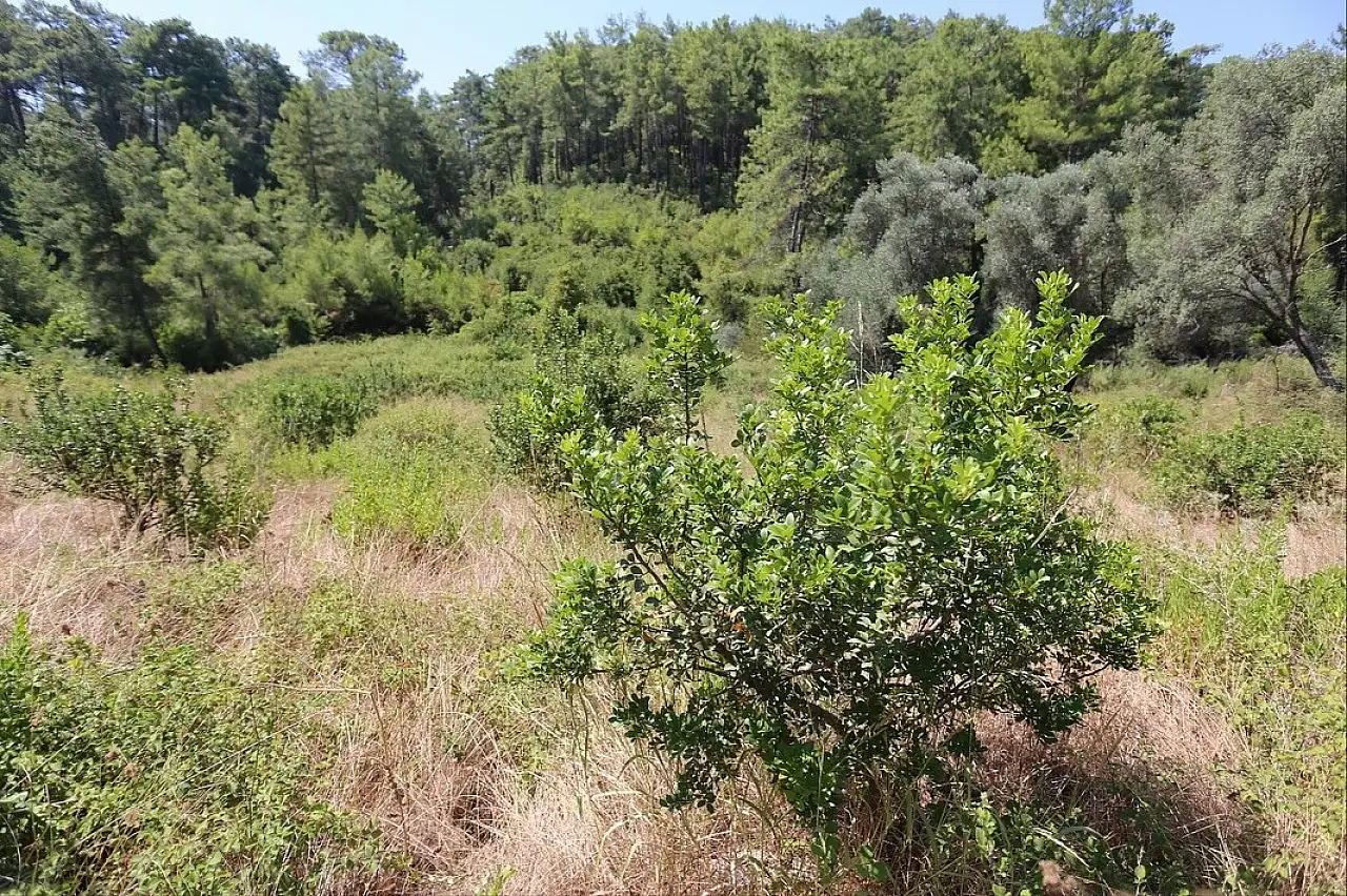 Sakız üretimine tam destek