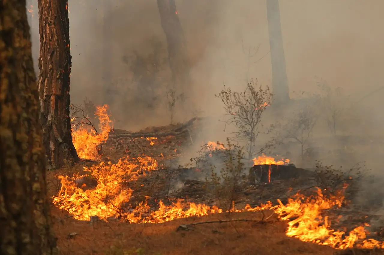 Yüzlerce yangın binlerce hektar kayıp