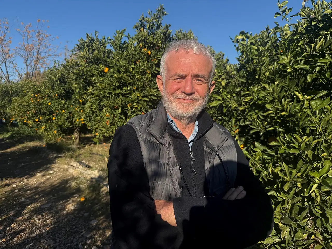 Bodrum mandalinası bahçede 15-20, manavlarda 100 liradan satılıyor