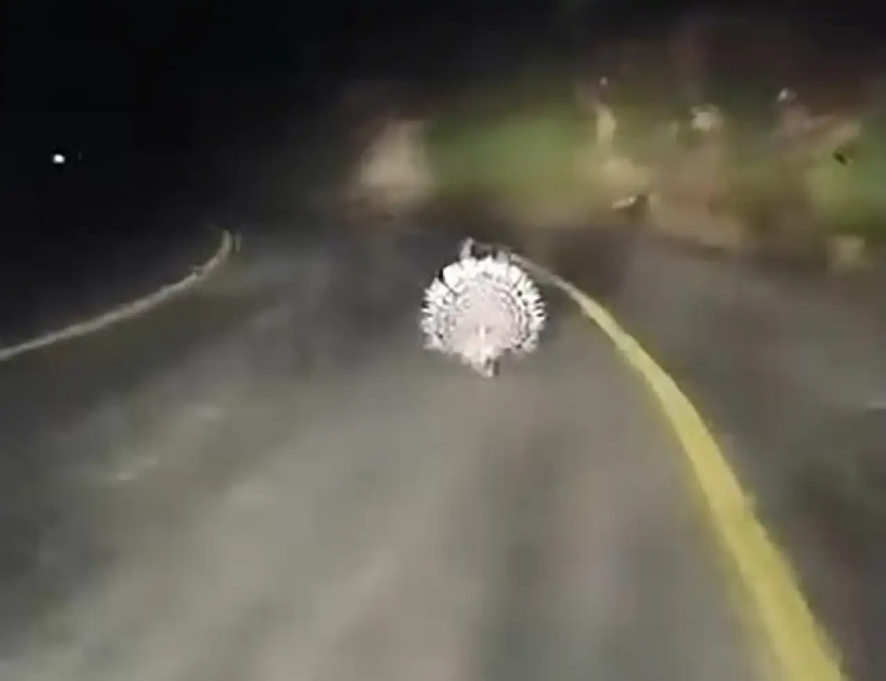 Oklu kirpiler objektife takıldı