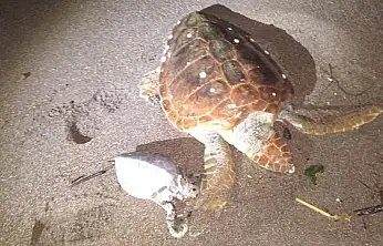 2 caretta caretta kıyıya vurdu