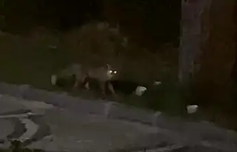 Aç kalan tilki sokağa indi