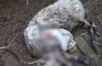 Ağıla giren kurt koyunları telef etti