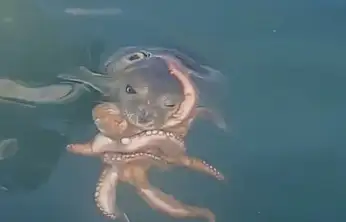 Akdeniz fokunun ahtapot avı kameralara yansıdı