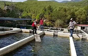 Alabalık hastalık riskleri haritalandı