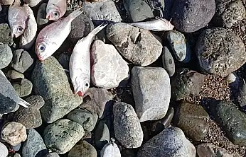 Balık ölümleri tedirgin etti