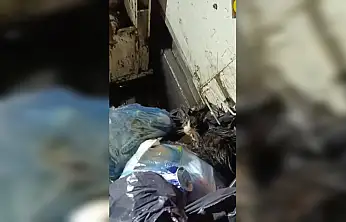 Belediye personelinin dikkati kediyi kurtardı