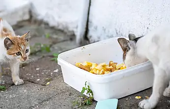 Bir mahallede çok sayıda hayvan ölümü korkutan iddialar